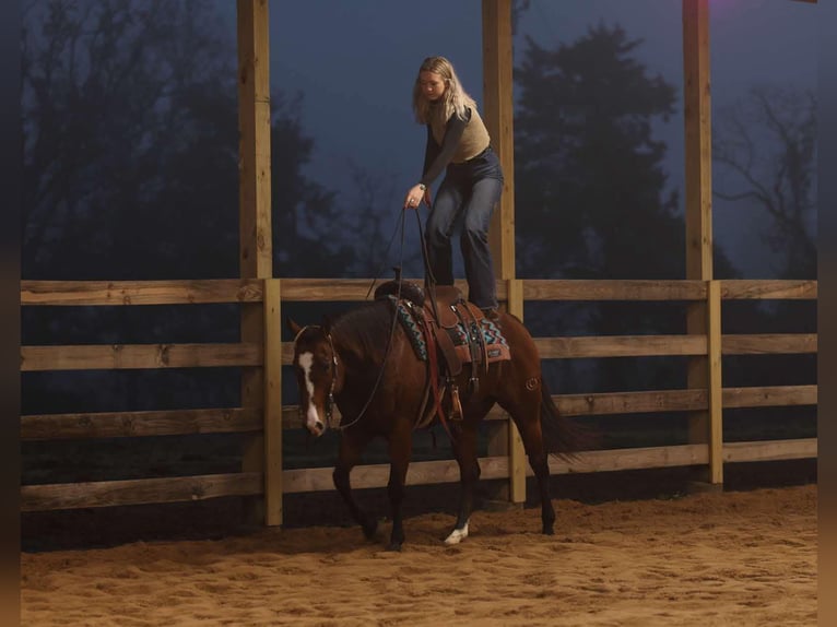 American Quarter Horse Merrie 15 Jaar 152 cm Roodbruin in Quitman