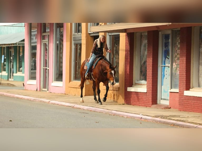 American Quarter Horse Merrie 15 Jaar 152 cm Roodbruin in Quitman