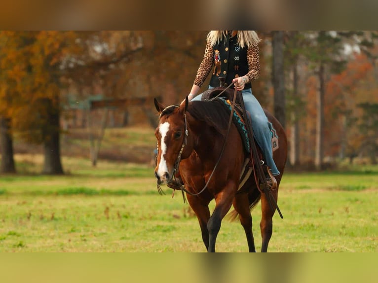 American Quarter Horse Merrie 15 Jaar 152 cm Roodbruin in Quitman