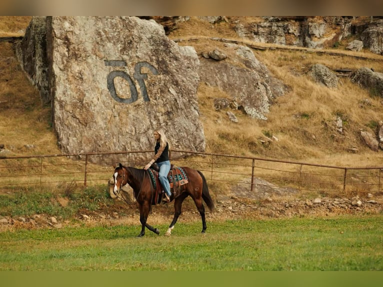 American Quarter Horse Merrie 15 Jaar 152 cm Roodbruin in Quitman