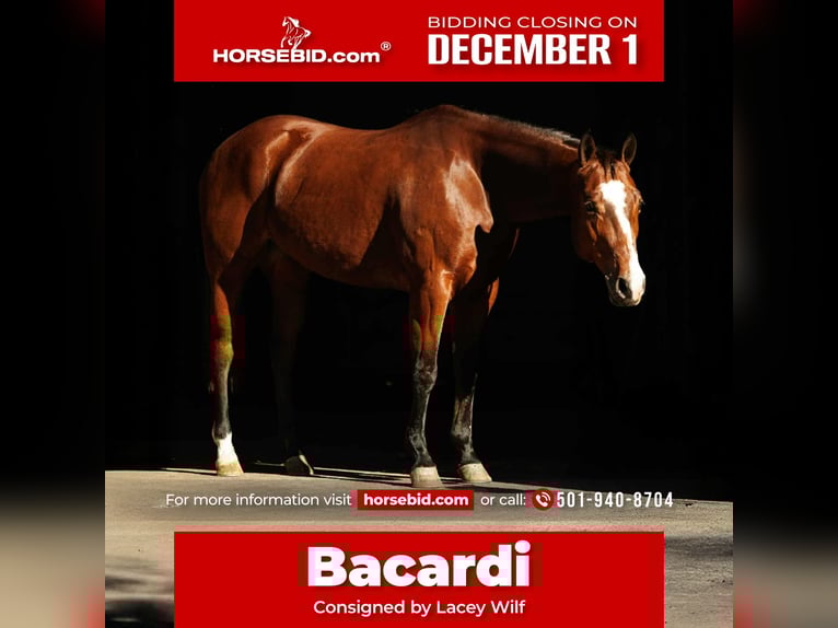 American Quarter Horse Merrie 15 Jaar 152 cm Roodbruin in Quitman