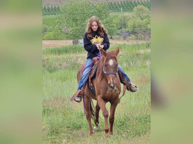 American Quarter Horse Mix Merrie 15 Jaar 152 cm Roodvos in Cashmere
