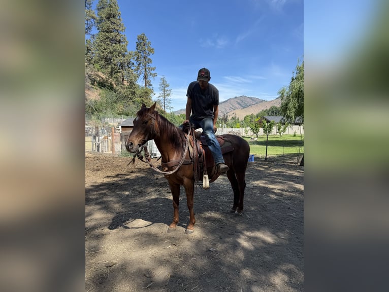 American Quarter Horse Mix Merrie 15 Jaar 152 cm Roodvos in Cashmere