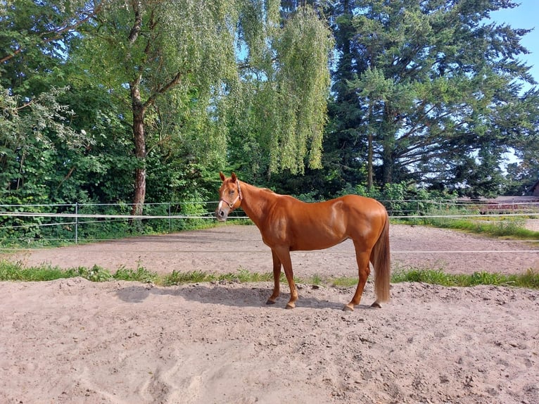 American Quarter Horse Merrie 15 Jaar 152 cm Vos in Neuwied American Quarter Horse Merrie 15 Jaar 152 cm Vos in Neuwied