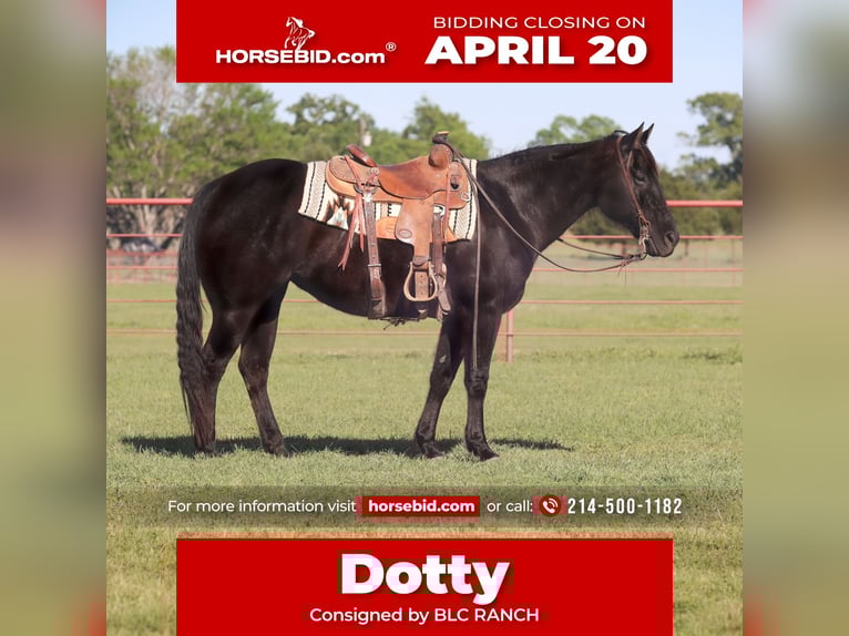 American Quarter Horse Merrie 15 Jaar 152 cm Zwart in Grand Saline