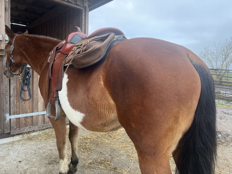 American Quarter Horse Mix Merrie 15 Jaar 153 cm Overo-alle-kleuren in Gelbensande