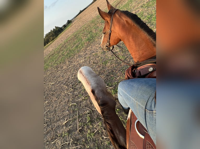 American Quarter Horse Mix Merrie 15 Jaar 153 cm Overo-alle-kleuren in Gelbensande