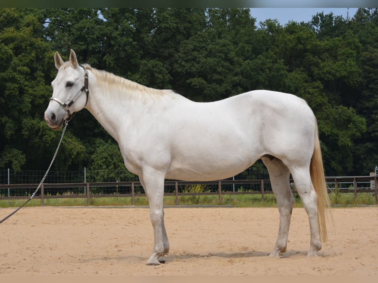 American Quarter Horse Merrie 15 Jaar 153 cm Schimmel in Wusterhausen (Dosse)
