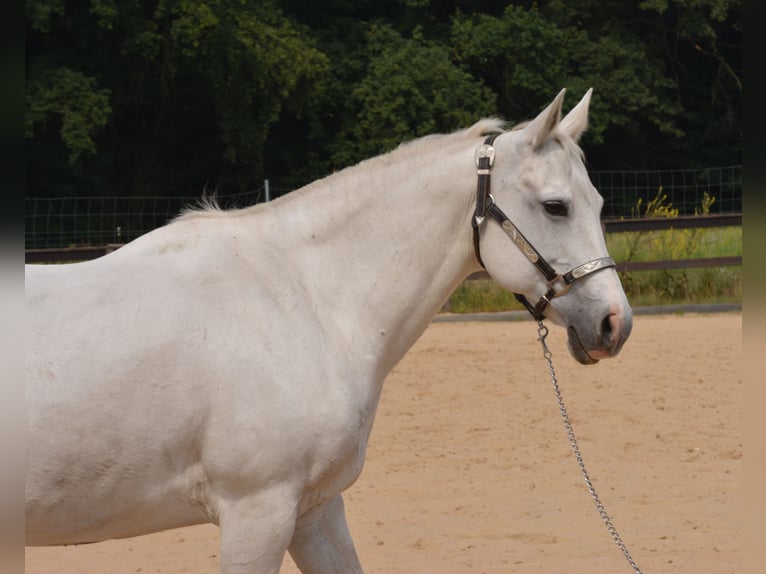 American Quarter Horse Merrie 15 Jaar 153 cm Schimmel in Wusterhausen (Dosse)