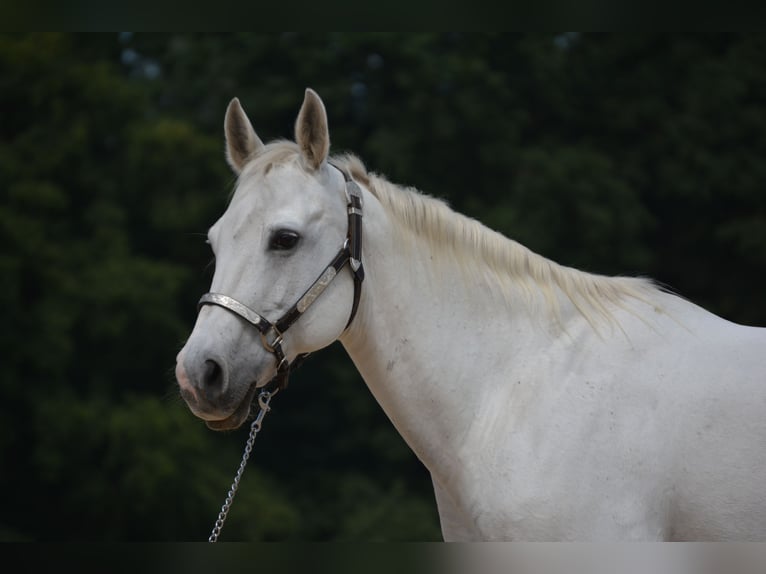 American Quarter Horse Merrie 15 Jaar 153 cm Schimmel in Wusterhausen (Dosse)