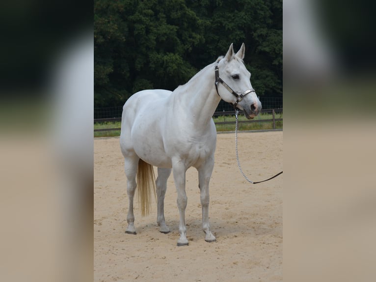 American Quarter Horse Merrie 15 Jaar 153 cm Schimmel in Wusterhausen (Dosse)