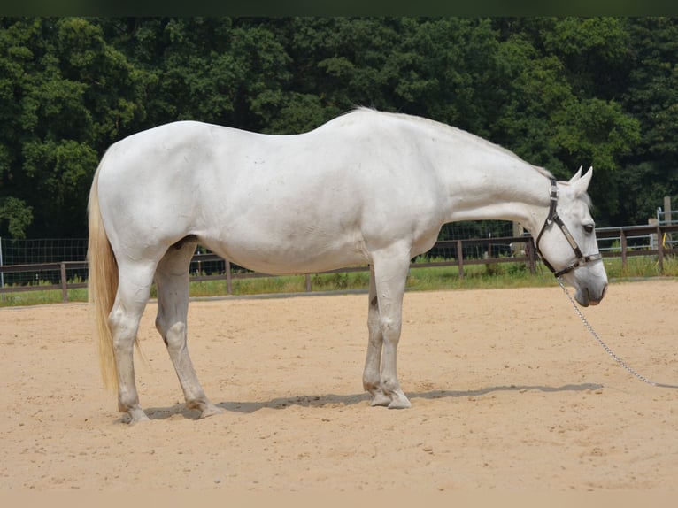 American Quarter Horse Merrie 15 Jaar 153 cm Schimmel in Wusterhausen (Dosse)