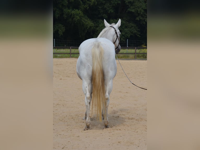 American Quarter Horse Merrie 15 Jaar 153 cm Schimmel in Wusterhausen (Dosse)