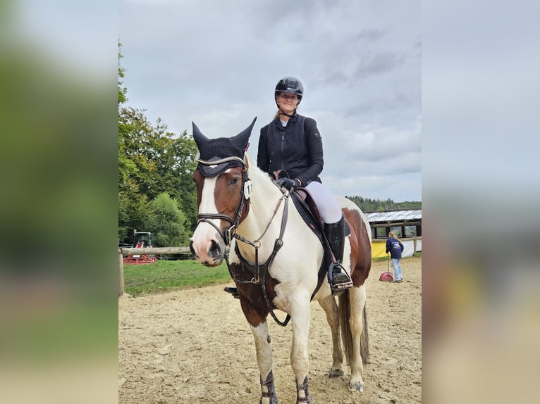 American Quarter Horse Mix Merrie 15 Jaar 154 cm Gevlekt-paard in Windeck