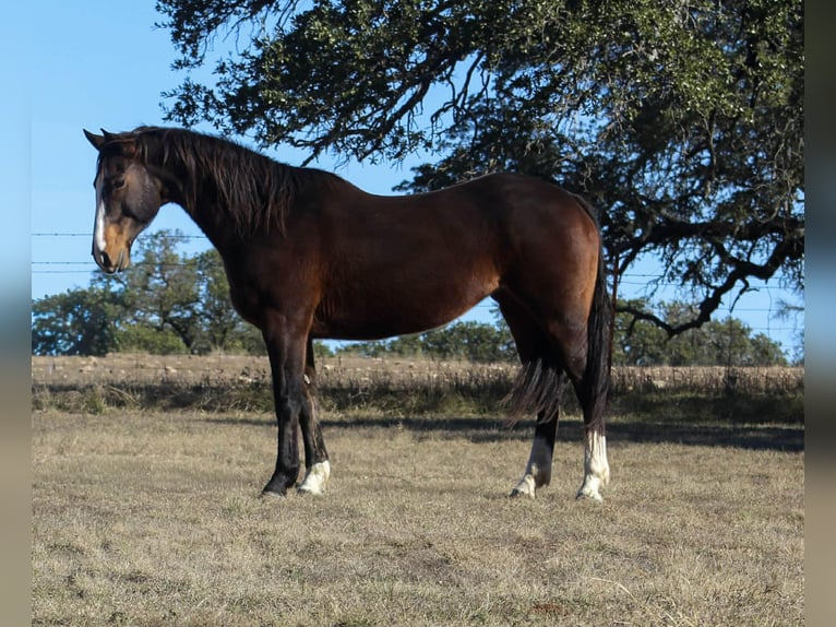 American Quarter Horse Merrie 15 Jaar 155 cm Roodbruin in pOOLVILLE tx