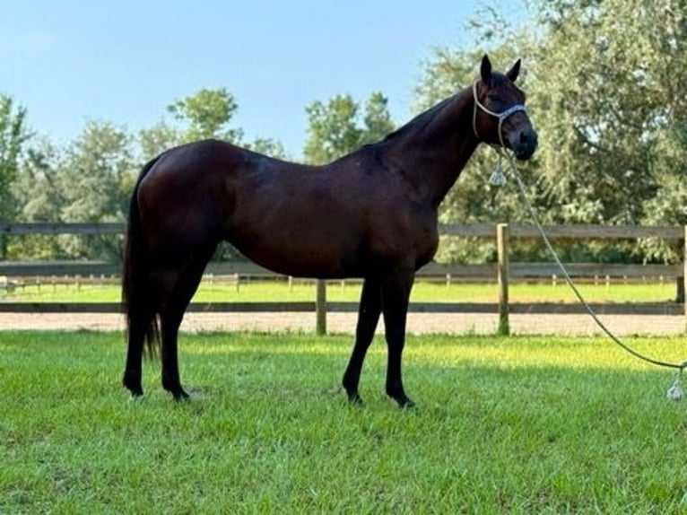 American Quarter Horse Merrie 15 Jaar 155 cm Roodbruin in Bronson