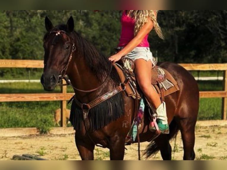 American Quarter Horse Merrie 15 Jaar 155 cm Roodbruin in Bronson