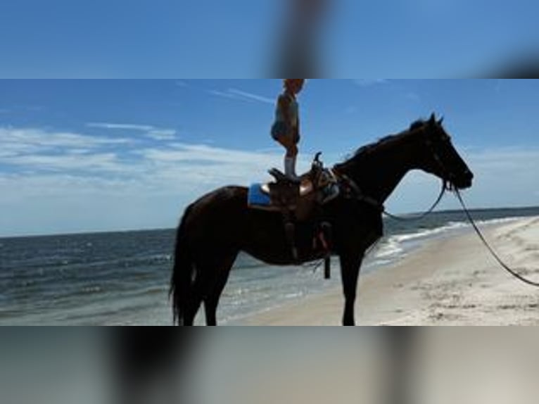 American Quarter Horse Merrie 15 Jaar 155 cm Roodbruin in Bronson