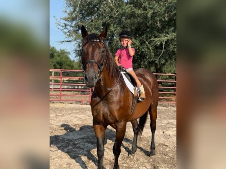 American Quarter Horse Merrie 15 Jaar 155 cm Roodbruin in Bronson