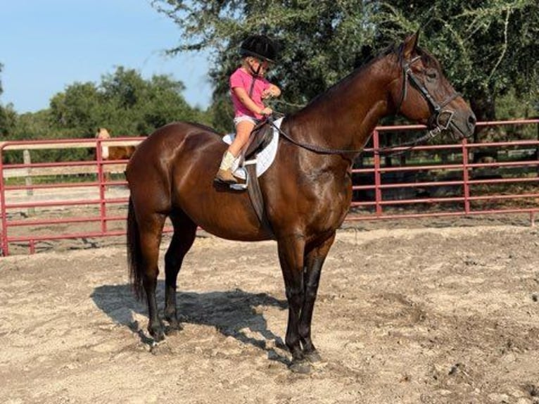 American Quarter Horse Merrie 15 Jaar 155 cm Roodbruin in Bronson