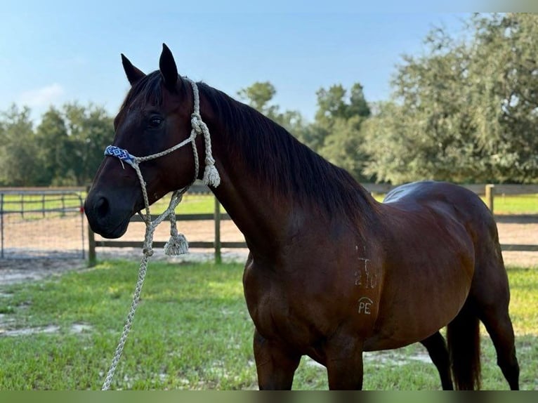 American Quarter Horse Merrie 15 Jaar 155 cm Roodbruin in Bronson