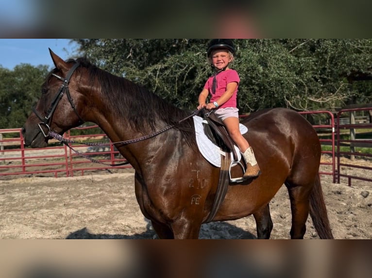 American Quarter Horse Merrie 15 Jaar 155 cm Roodbruin in Bronson