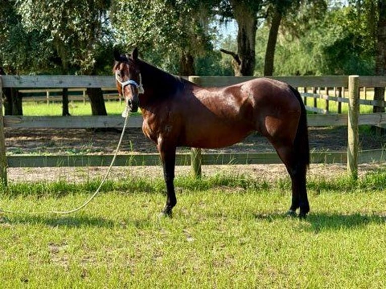 American Quarter Horse Merrie 15 Jaar 155 cm Roodbruin in Bronson