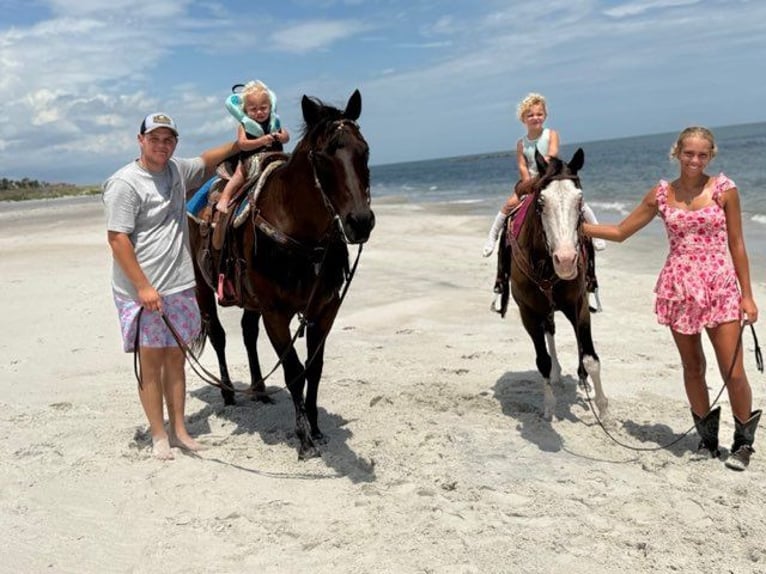 American Quarter Horse Merrie 15 Jaar 155 cm Roodbruin in Bronson