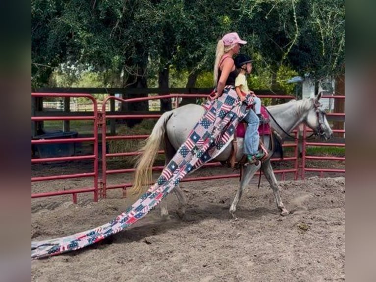 American Quarter Horse Merrie 15 Jaar 155 cm Schimmel in Bronson
