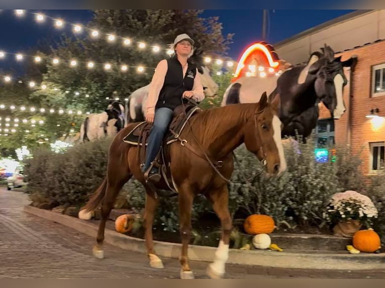 American Quarter Horse Merrie 15 Jaar 157 cm in Weatherford TX