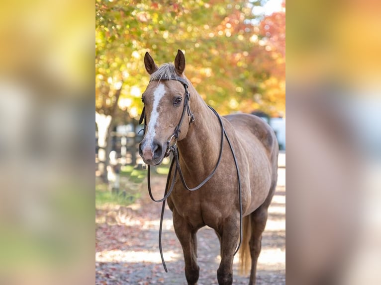 American Quarter Horse Mix Merrie 15 Jaar 160 cm in Centereach, NY