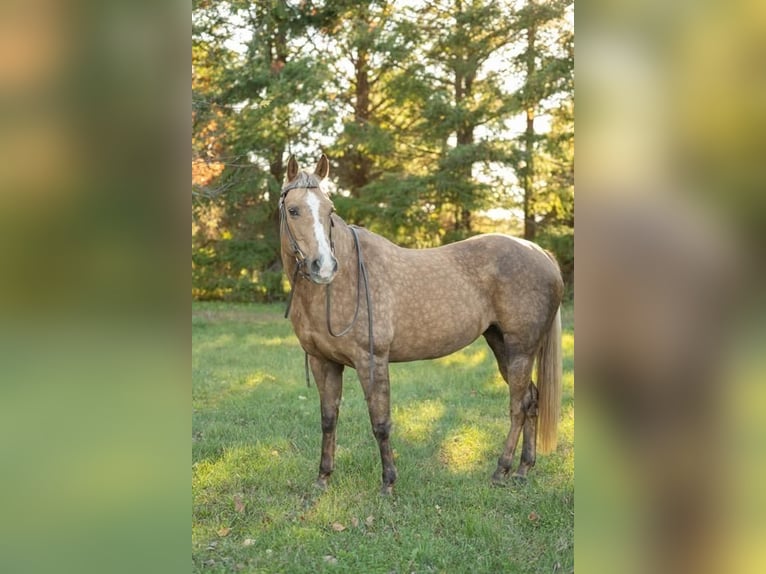 American Quarter Horse Mix Merrie 15 Jaar 160 cm in Centereach, NY
