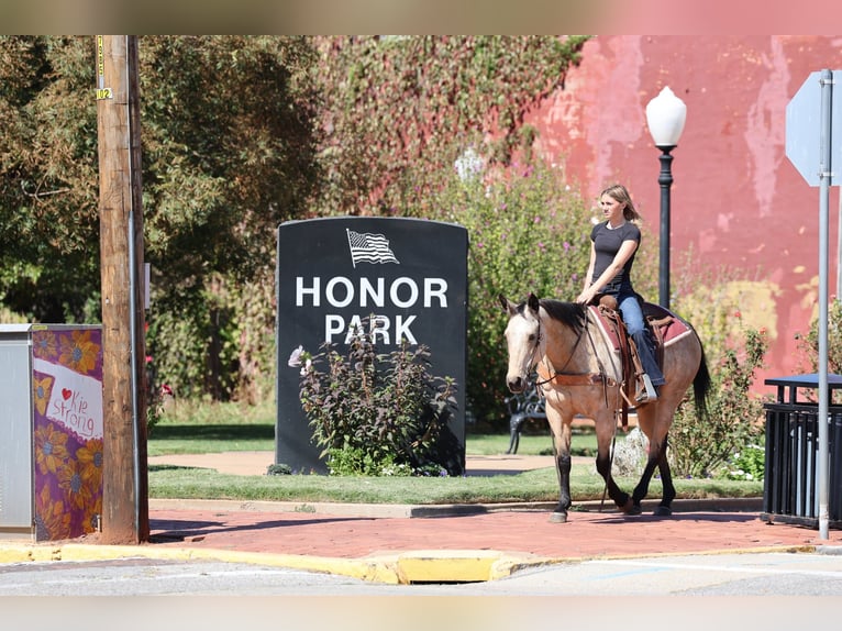 American Quarter Horse Merrie 15 Jaar Buckskin in Stillwater
