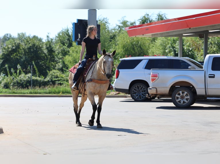 American Quarter Horse Merrie 15 Jaar Buckskin in Stillwater