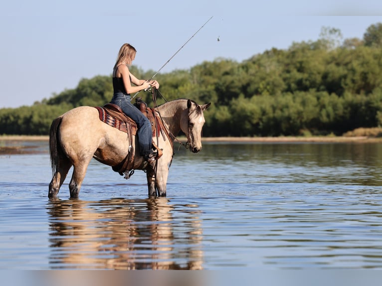 American Quarter Horse Merrie 15 Jaar Buckskin in Stillwater