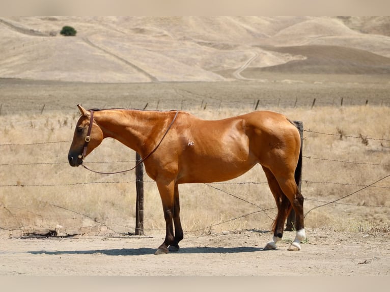 American Quarter Horse Merrie 15 Jaar Buckskin in King City