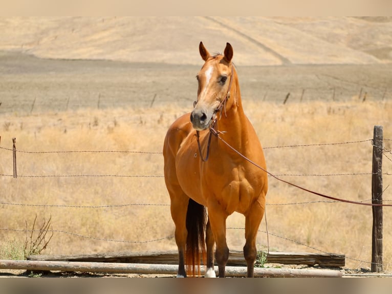 American Quarter Horse Merrie 15 Jaar Buckskin in King City