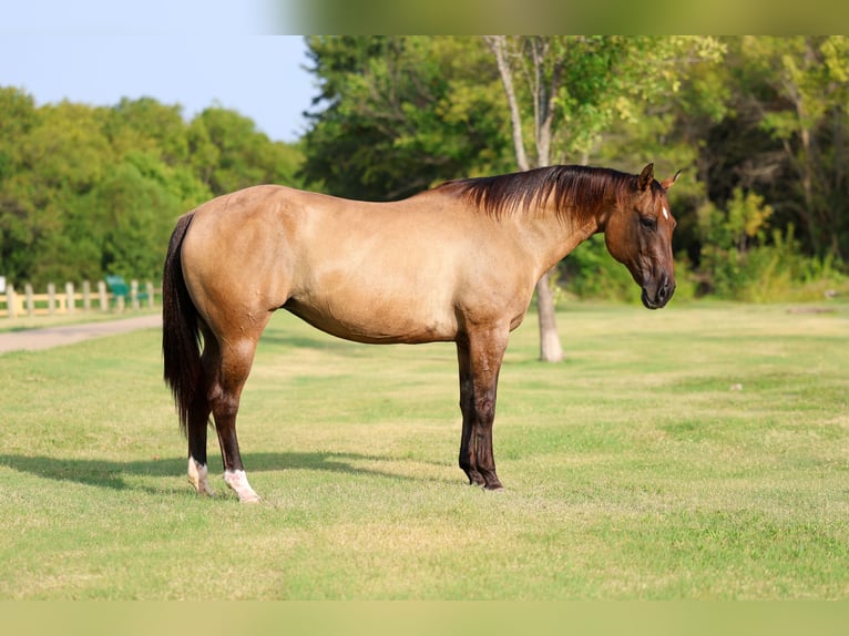 American Quarter Horse Merrie 15 Jaar Falbe in Terrell