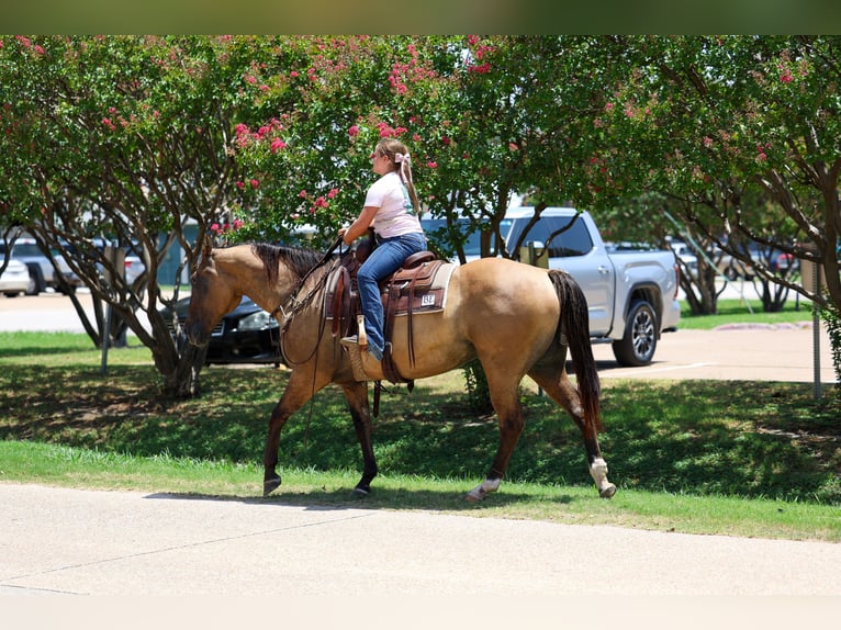 American Quarter Horse Merrie 15 Jaar Falbe in Terrell