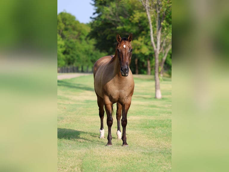 American Quarter Horse Merrie 15 Jaar Falbe in Terrell