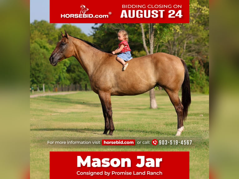 American Quarter Horse Merrie 15 Jaar Falbe in Terrell