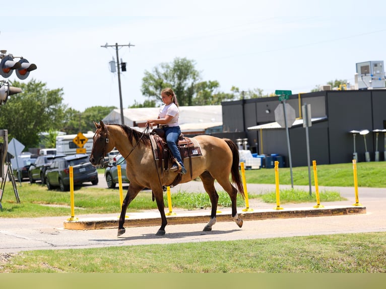 American Quarter Horse Merrie 15 Jaar Falbe in Terrell