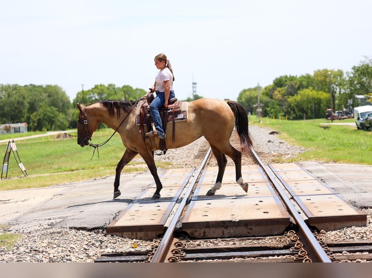 American Quarter Horse Merrie 15 Jaar Falbe in Terrell