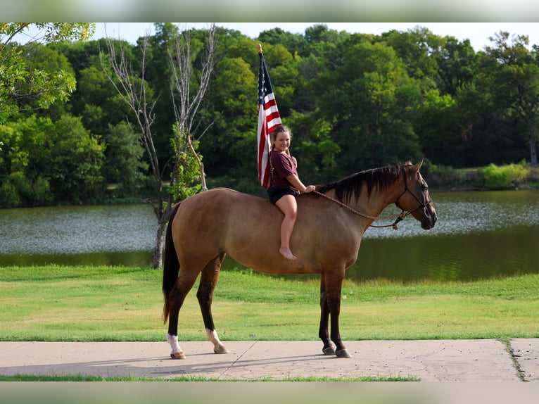 American Quarter Horse Merrie 15 Jaar Falbe in Terrell