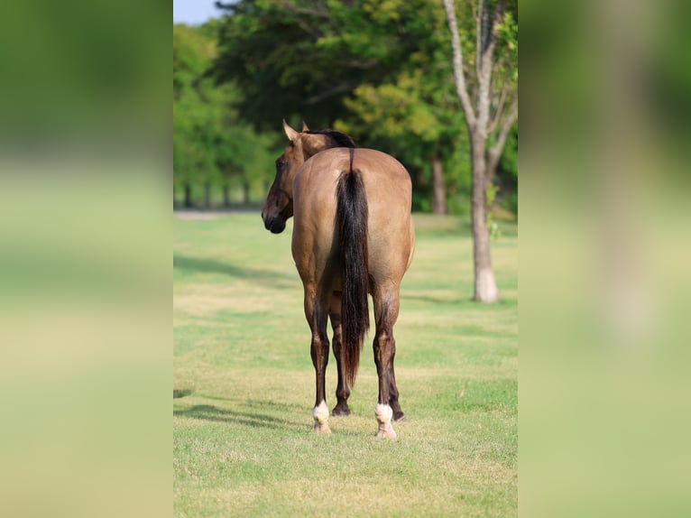 American Quarter Horse Merrie 15 Jaar Falbe in Terrell