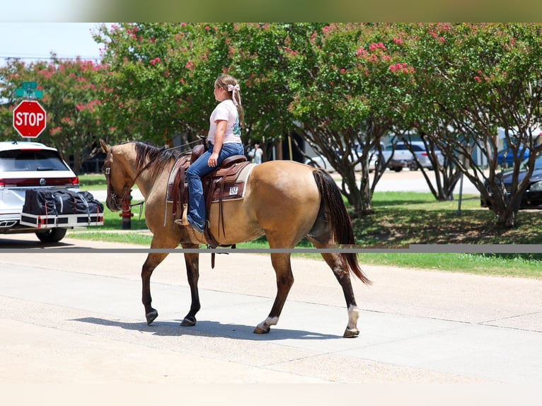American Quarter Horse Merrie 15 Jaar Falbe in Terrell