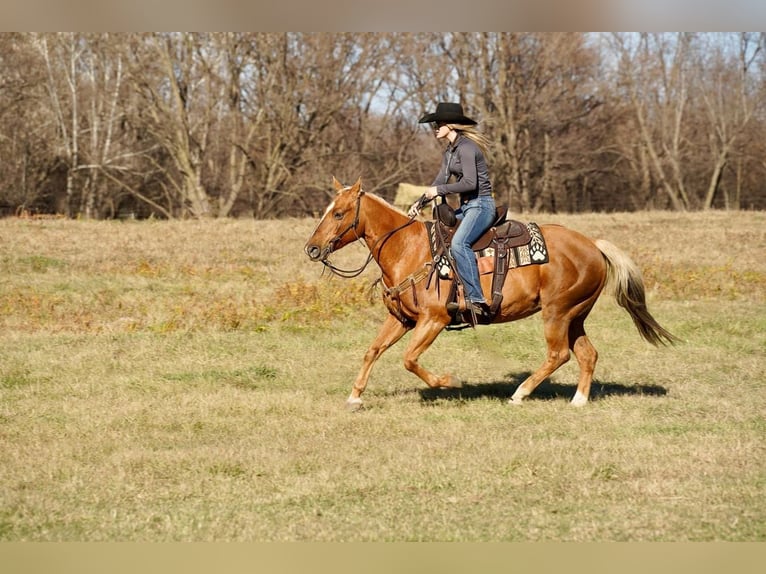 American Quarter Horse Mix Merrie 15 Jaar Palomino in Brandon, SD