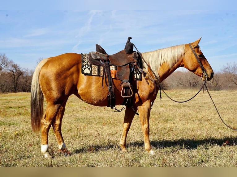 American Quarter Horse Mix Merrie 15 Jaar Palomino in Brandon, SD