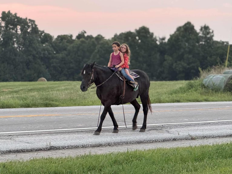 American Quarter Horse Merrie 15 Jaar Zwart in Princeton MO