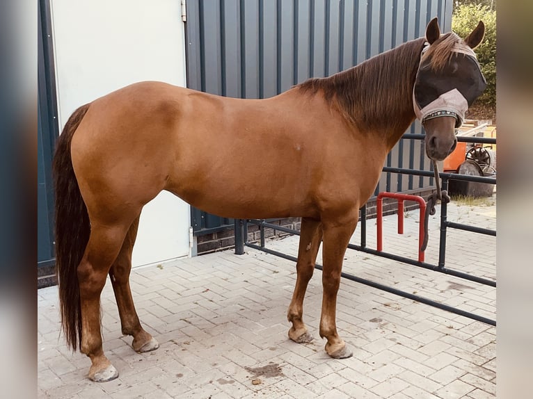 American Quarter Horse Mix Merrie 16 Jaar 143 cm Vos in Esens